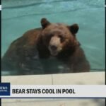Un homme de Los Angeles a remarqué des ondulations dans la piscine de son jardin et a découvert un énorme…