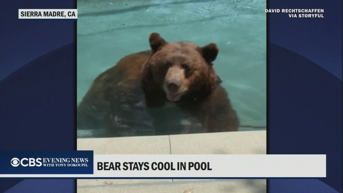 Un homme de Los Angeles a remarqué des ondulations dans la piscine de son jardin et a découvert un énorme…