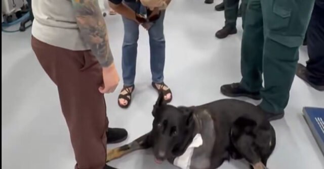 VIDÉO : Le shérif K9 quitte l'hôpital vétérinaire sur 3 pattes après avoir été abattu