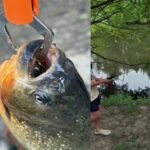 Un garçon de Pennsylvanie âgé de 8 ans a choqué son père après avoir récupéré un piranha de 9,5 pouces et…