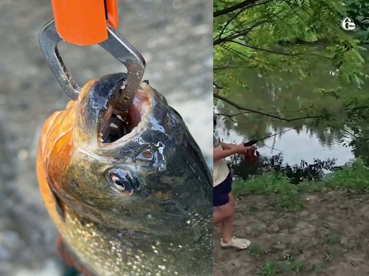 Un garçon de Pennsylvanie âgé de 8 ans a choqué son père après avoir récupéré un piranha de 9,5 pouces et…