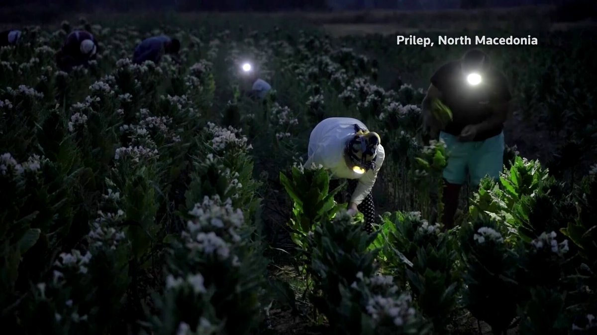 À mesure que les températures montent en flèche, les producteurs de tabac de Macédoine du Nord se tournent…