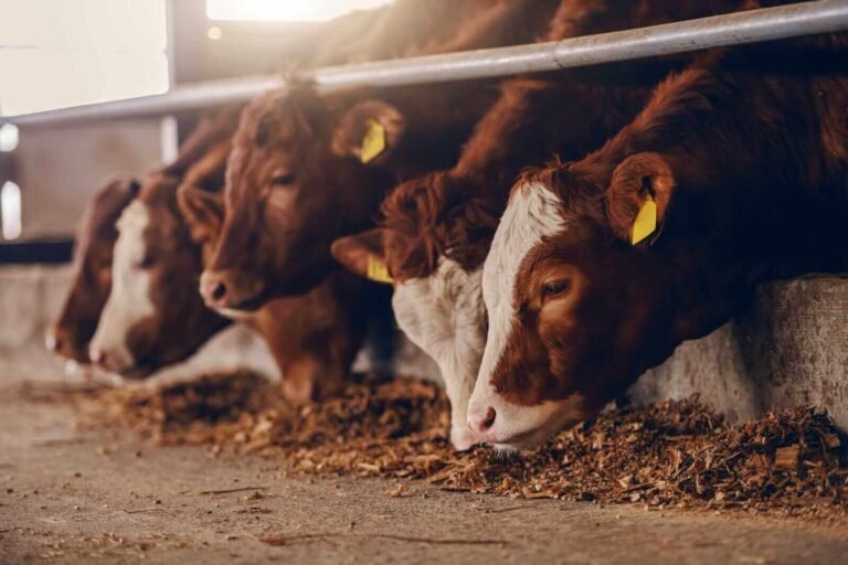 Les contrats à terme sur les bovins vivants et les porcs maigres s'estompent à mesure que les niveaux de production globaux sont à la traîne