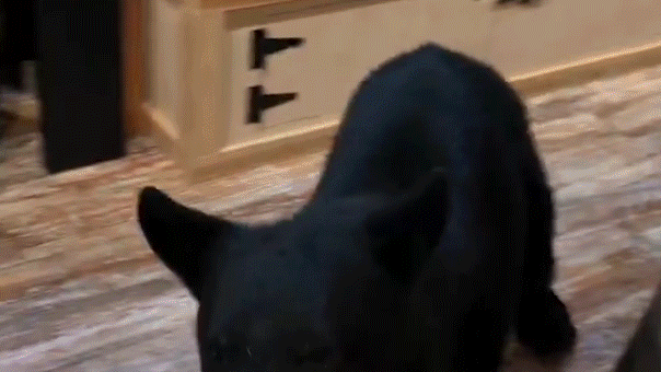 Un ours s’écrase lors d’une escapade d’anniversaire de couple, fouille dans un salon de thé du Tennessee avant de sauter sur le comptoir