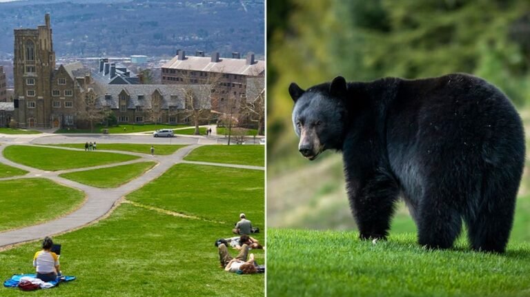 Cornell interdit le massacre d'ours après que des étudiants ont découpé une créature dans la cuisine d'un dortoir