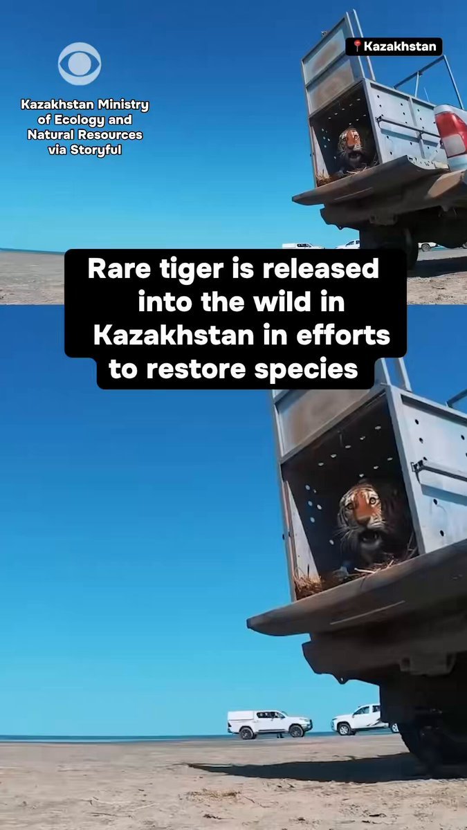 Un tigre de l’Amour a été relâché dans la nature dans le cadre des efforts ambitieux du Kazakhstan pour…