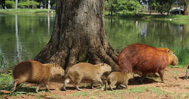 Regarder : Les Capybaras envahissent la législature régionale du Brésil