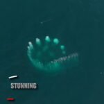 Trois baleines à bosse ont offert un spectacle incroyable au large de Montauk, travaillant ensemble dans…