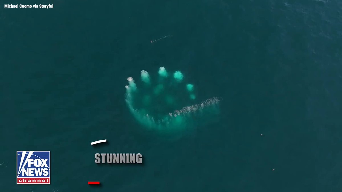 Trois baleines à bosse ont offert un spectacle incroyable au large de Montauk, travaillant ensemble dans…