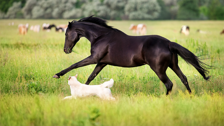 Rappel émis pour des médicaments pour chiens et chevaux après la découverte de fibres de verre dans des flacons