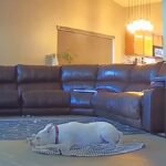 Une vidéo réconfortante montre un chien fidèle s'assurant que sa sœur sourde ne manque pas le dîner.