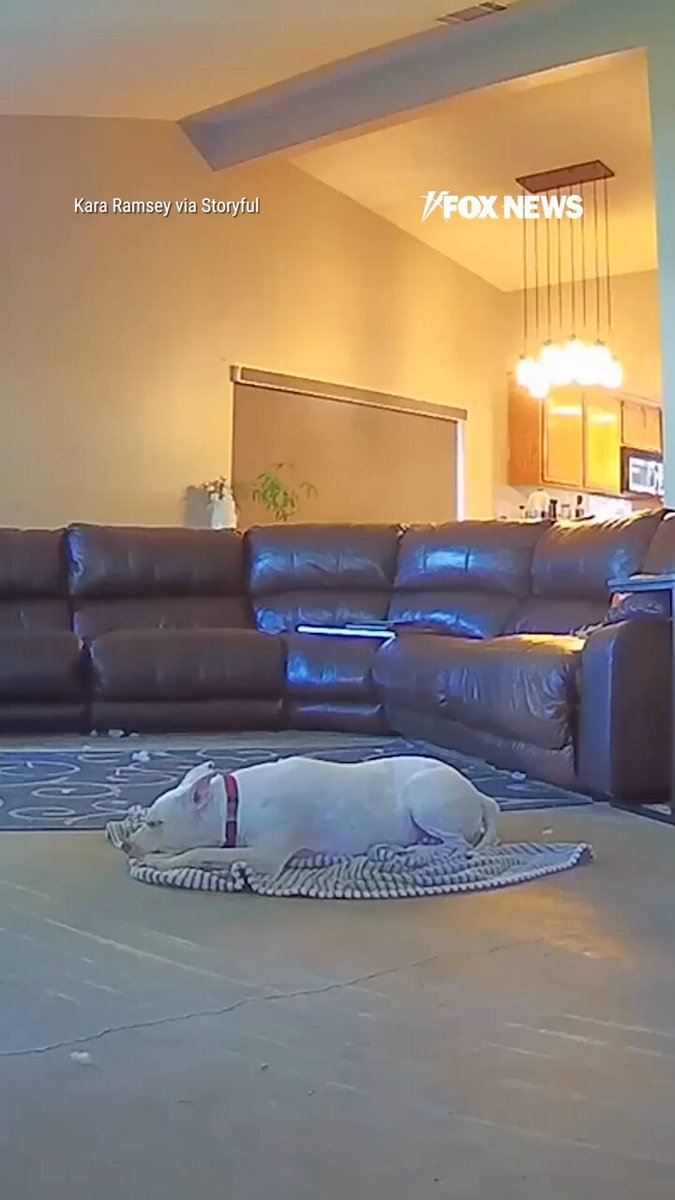 Une vidéo réconfortante montre un chien fidèle s'assurant que sa sœur sourde ne manque pas le dîner.