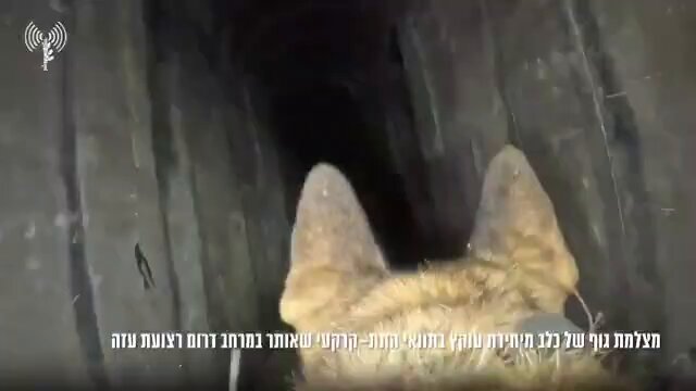 🇮🇱 L'armée israélienne a publié des images d'une caméra corporelle d'un chien Oketz montrant les forces…