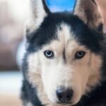 L'animal le plus meurtrier de chaque État américain révélé, de l'orignal aux ours en passant par les chiens