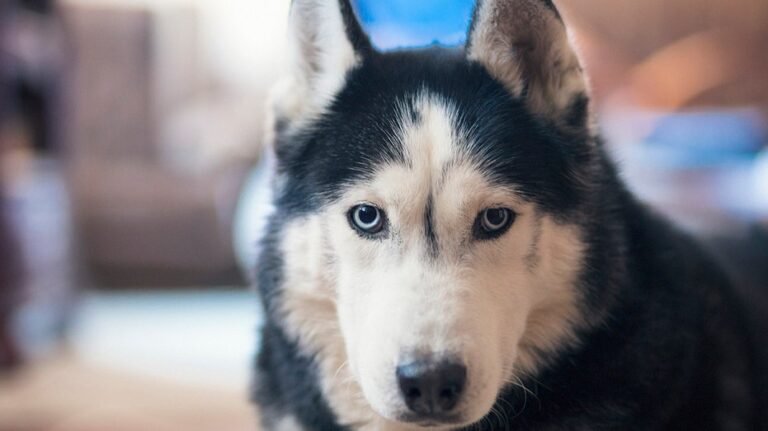 L'animal le plus meurtrier de chaque État américain révélé, de l'orignal aux ours en passant par les chiens