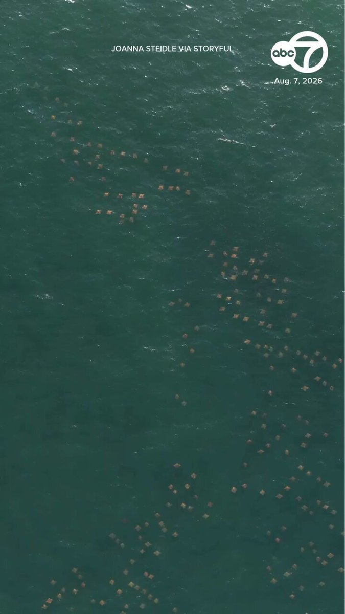 Vendredi, de superbes images de drone ont capturé des milliers de raies pastenagues nageant le long de la…