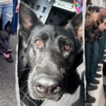 L'héroïque Florida K-9 revient au bureau du shérif quelques jours après avoir été abattu en protégeant 3 adjoints et en perdant une jambe