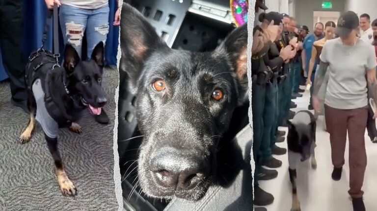 L'héroïque Florida K-9 revient au bureau du shérif quelques jours après avoir été abattu en protégeant 3 adjoints et en perdant une jambe