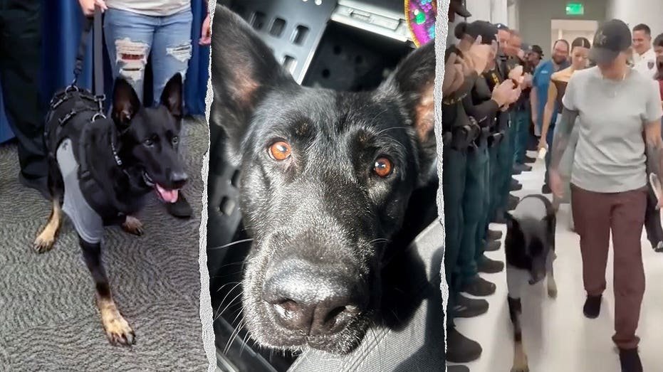 L'héroïque Florida K-9 revient au bureau du shérif quelques jours après avoir été abattu en protégeant 3 adjoints et en perdant une jambe