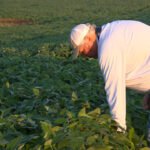 Les producteurs de soja américains se battent pour répondre à la demande mondiale alors que les terres agricoles diminuent