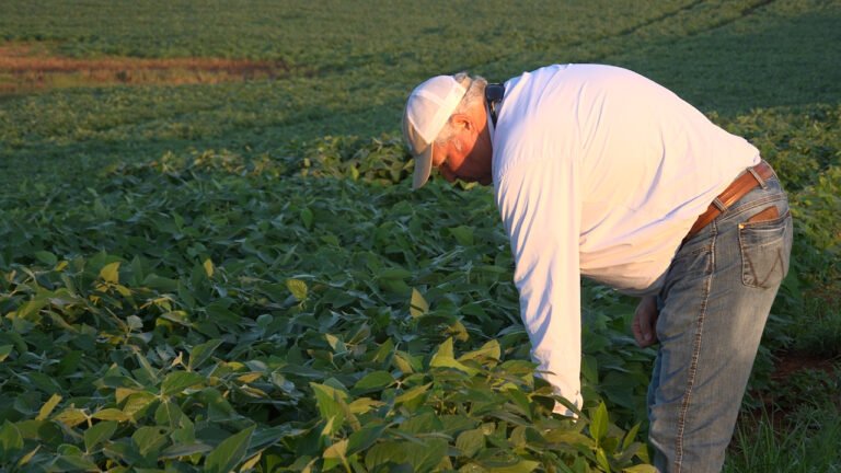 Les producteurs de soja américains se battent pour répondre à la demande mondiale alors que les terres agricoles diminuent