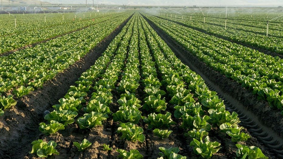 Les producteurs de laitue labourent leurs récoltes dans le sol alors que la cyclosporose craint une demande de légumes verts frais