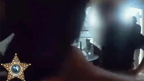 Un homme de Floride aurait tué les chatons de sa famille devant sa fille adolescente en guise de punition : responsables