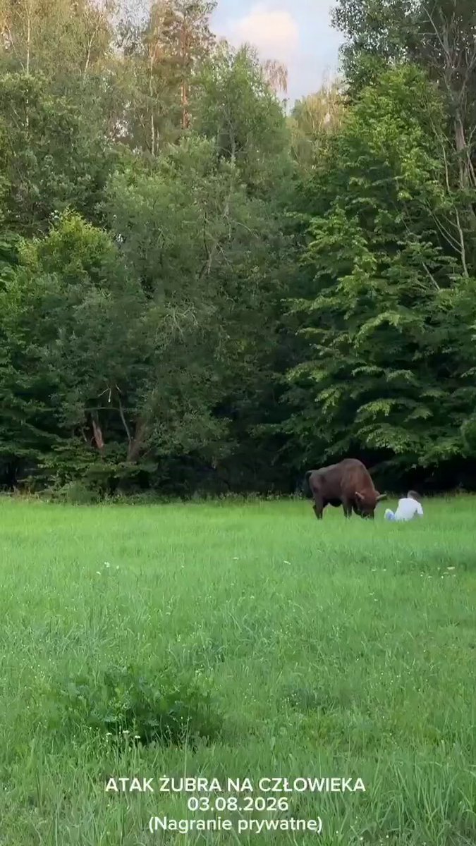 🇵🇱 Dans la forêt de Białowieża en Pologne, un bison a attaqué un touriste qui a ignoré toutes les règles…