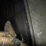 L’armée israélienne continue de trouver des roquettes et des tunnels dans le sud de Gaza.