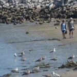 Les observations de requins augmentent le long de la côte sud du Maine alors que les experts expliquent ce qui est à l'origine de ce pic