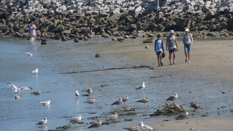 Les observations de requins augmentent le long de la côte sud du Maine alors que les experts expliquent ce qui est à l'origine de ce pic