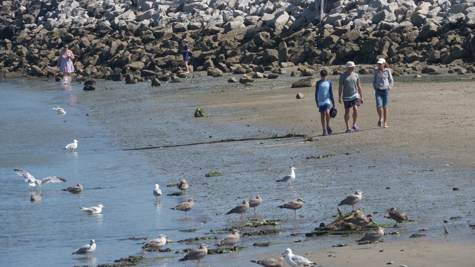 Les observations de requins augmentent le long de la côte sud du Maine alors que les experts expliquent ce qui est à l'origine de ce pic