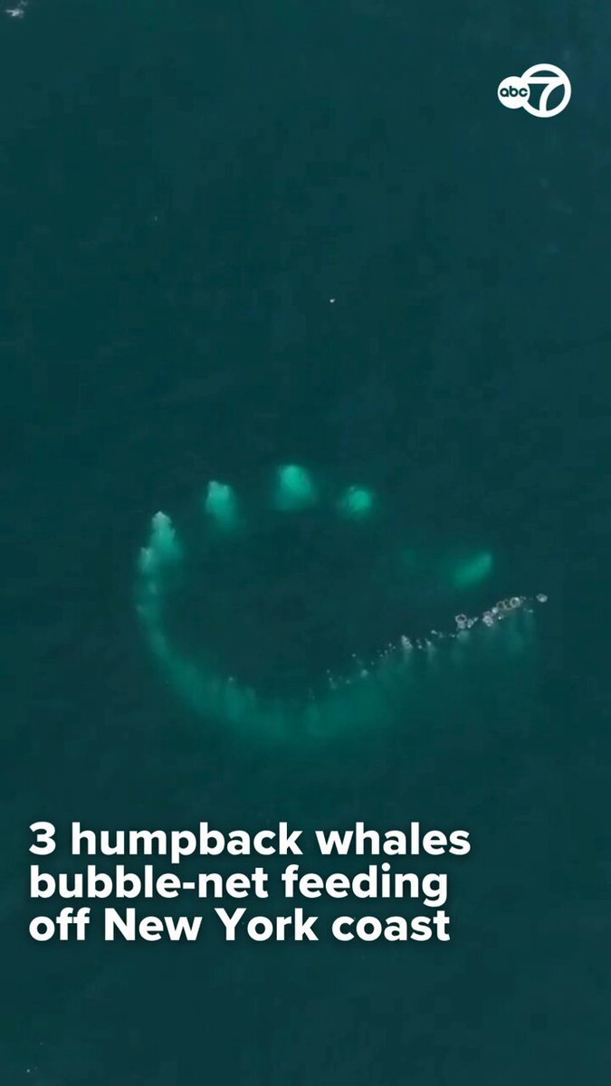 Des images de drone ont capturé trois baleines à bosse en utilisant une rare technique d'alimentation…