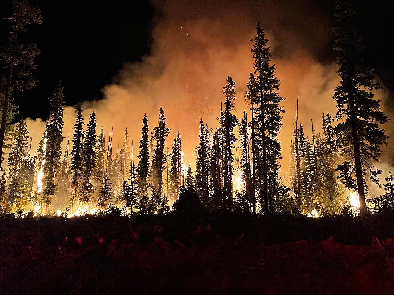 Incendie de forêt (illustration)