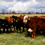 Les prix élevés du bœuf frappent les consommateurs alors que le géant du conditionnement de viande met en garde contre des difficultés d'approvisionnement