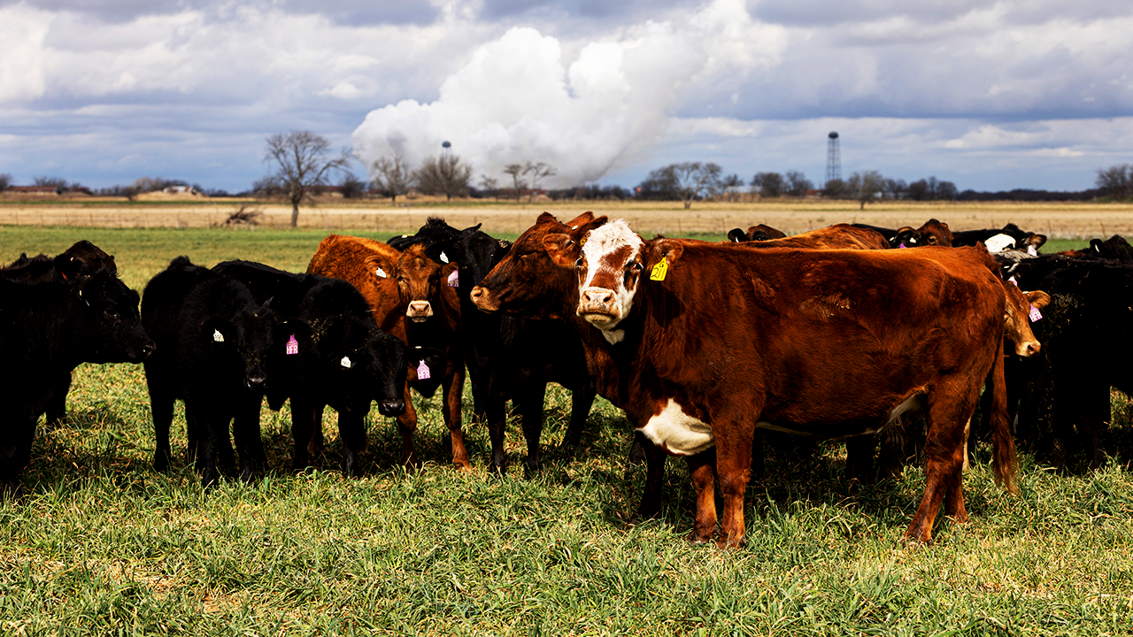 Les prix élevés du bœuf frappent les consommateurs alors que le géant du conditionnement de viande met en garde contre des difficultés d'approvisionnement