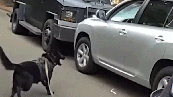 Bodycam montre la police K-9 intervenant après qu'un conducteur soupçonné d'avoir les facultés affaiblies a refusé de se rendre