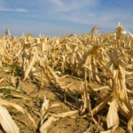 La sonnette d’alarme retentit alors que les prix alimentaires mondiaux atteignent des sommets de 2022 et une tempête parfaite alimente un nouveau choc inflationniste