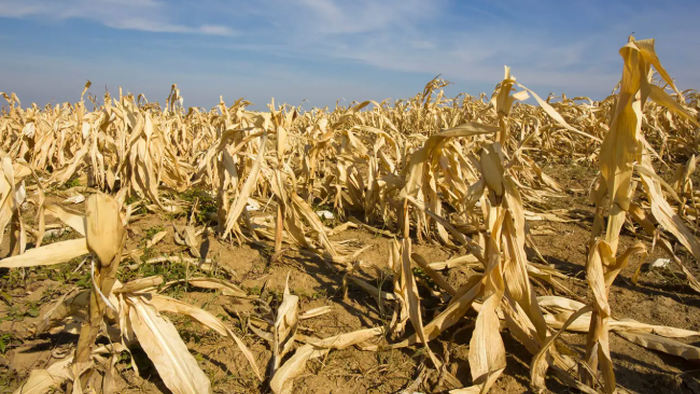 La sonnette d’alarme retentit alors que les prix alimentaires mondiaux atteignent des sommets de 2022 et une tempête parfaite alimente un nouveau choc inflationniste