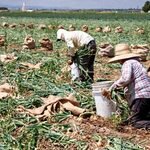 Farm Workers Harvest Onions