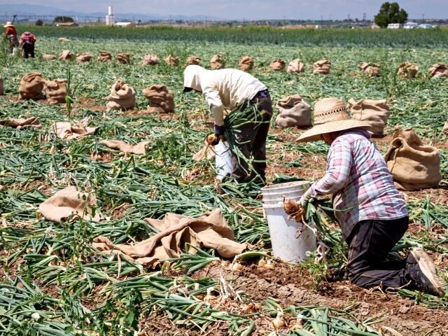 Farm Workers Harvest Onions