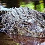 crocodile-in-australia-640x480