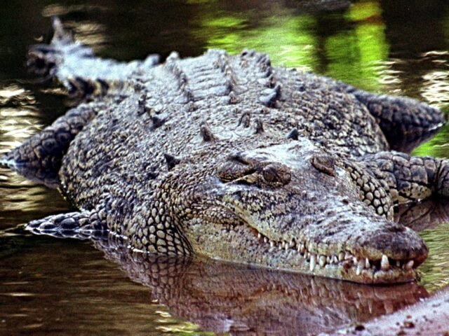 crocodile-in-australia-640x480