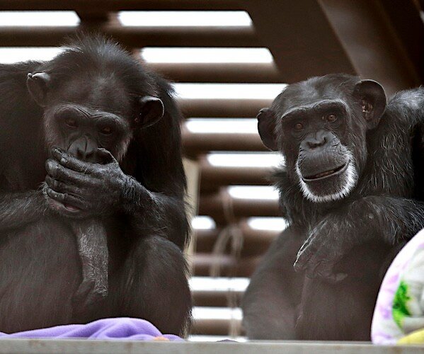 D'anciens chimpanzés de recherche subissent des contrôles de santé dans les soins de longue durée