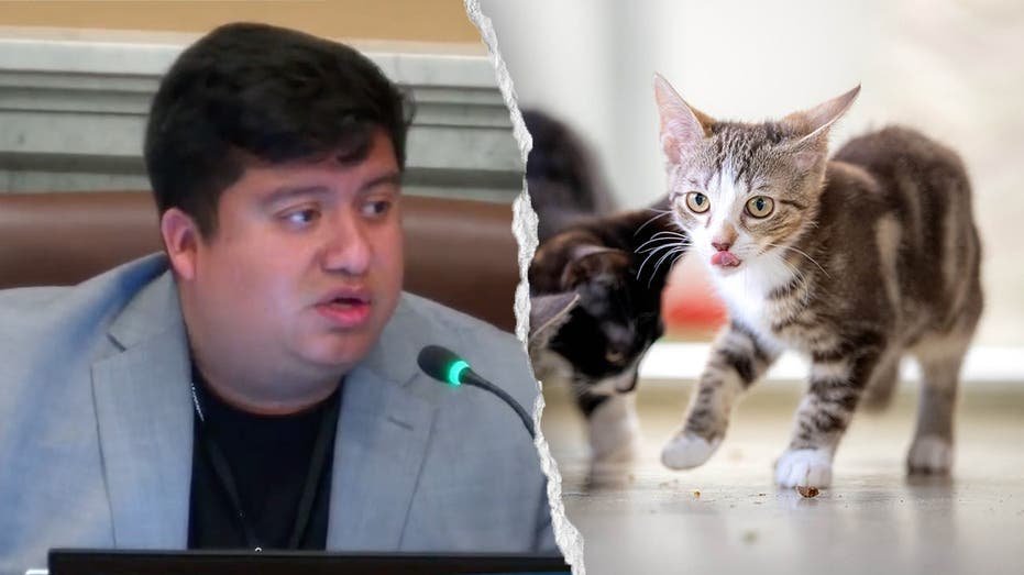 Un conseiller d'État bleu s'est moqué après avoir affirmé que les voitures autonomes « tuaient » les animaux domestiques : « Cachez vos chats »